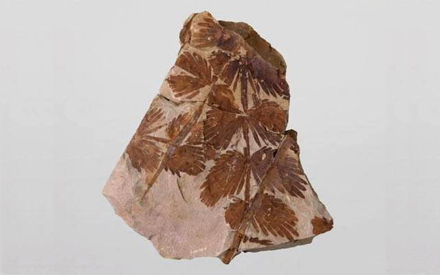 【地球生物全系列——植物篇】种子蕨门—大羽羊齿目