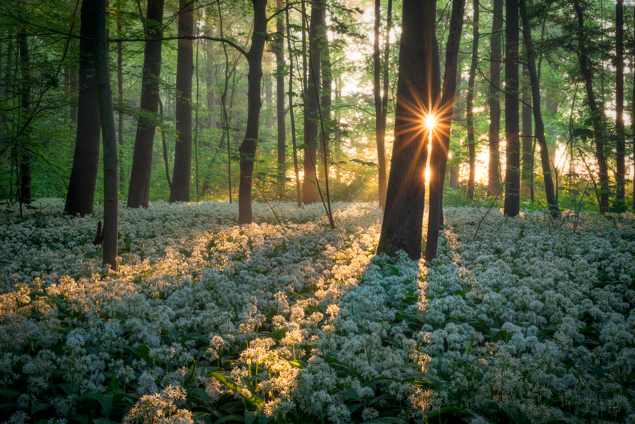 专访荷兰摄影师拍下奇幻森林看一次治愈一次