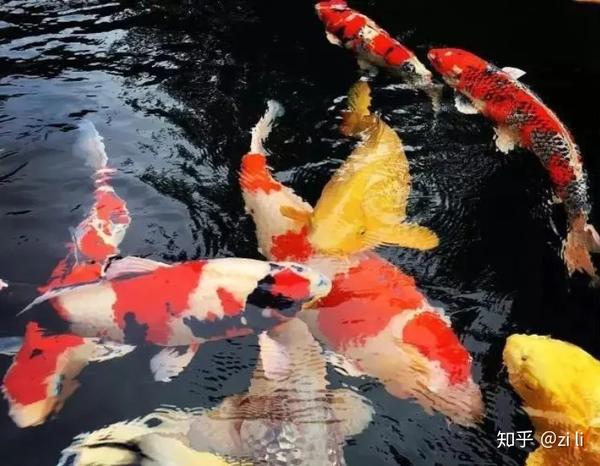养锦鲤十年的 过来人 告诉你不要触碰的九大 雷区 知乎