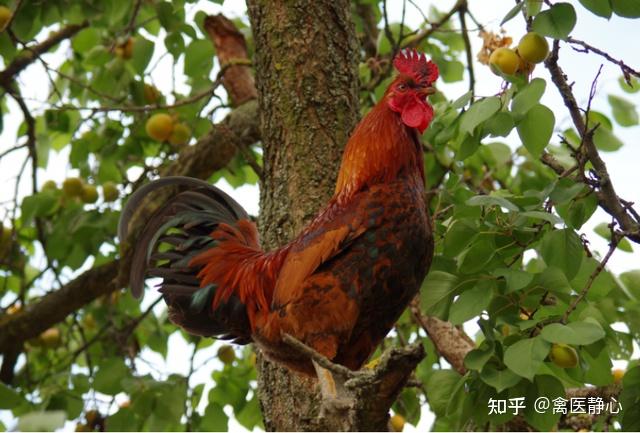 禽医静心谈鸡毛无光泽的原因如何让鸡变得毛色光亮 - 知乎