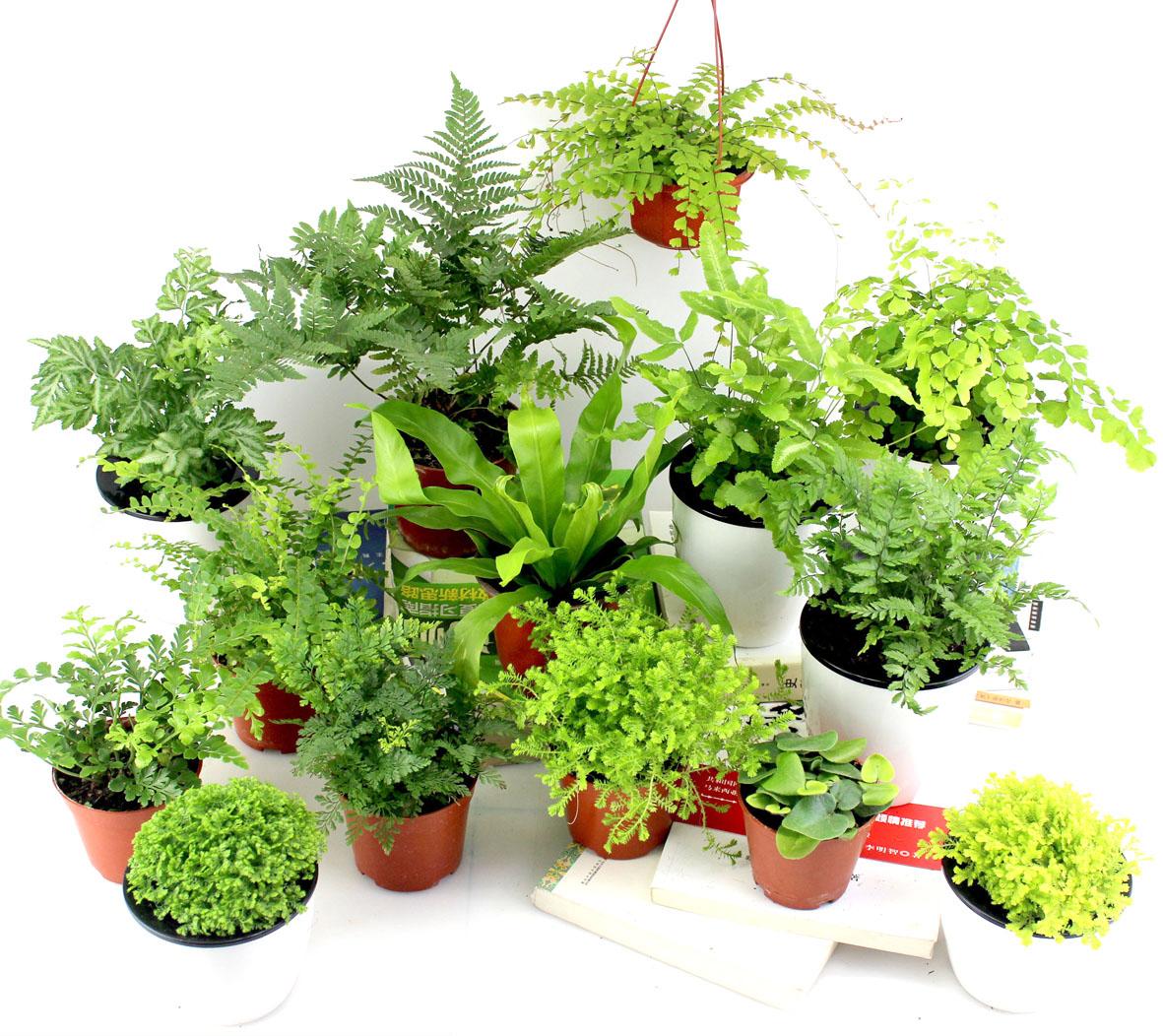 超可爱蕨类植物有哪些 你知道怎么养吗 知乎 超可爱蕨类植物有哪些 你知道怎么养吗 知乎